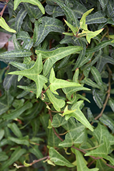 Needlepoint English Ivy (Hedera helix 'Needlepoint') at Wiethop Greenhouses