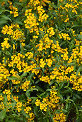 Mexican Tarragon (Tagetes lucida) at Wiethop Greenhouses