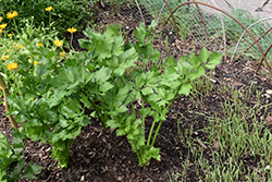 Celery (Apium graveolens) at Wiethop Greenhouses