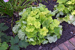 Northern Exposure Lime Coral Bells (Heuchera 'TNHEUNEL') at Wiethop Greenhouses