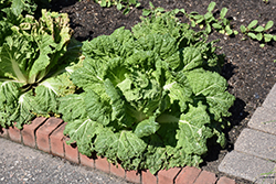 Napa Cabbage (Brassica rapa var. pekinensis) at Wiethop Greenhouses