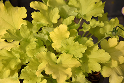 Lime Marmalade Coral Bells (Heuchera 'Lime Marmalade') at Wiethop Greenhouses