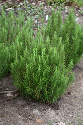 Barbeque Rosemary (Rosmarinus officinalis 'Barbeque') at Wiethop Greenhouses