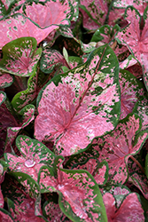 Pink Beauty Caladium (Caladium 'Pink Beauty') at Wiethop Greenhouses