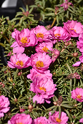 Happy Hour Rosita Portulaca (Portulaca grandiflora 'PAS752680') at Wiethop Greenhouses