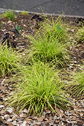 EverColor Everillo Japanese Sedge (Carex oshimensis 'Everillo') at Wiethop Greenhouses