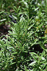 Spice Islands Rosemary (Rosmarinus officinalis 'Spice Islands') at Wiethop Greenhouses