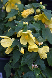 Lucky Lantern Yellow Abutilon (Abutilon 'NUABYELL') at Wiethop Greenhouses