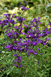 Vibe Ignition Purple Sage (Salvia x jamensis 'Ignition Purple') at Wiethop Greenhouses