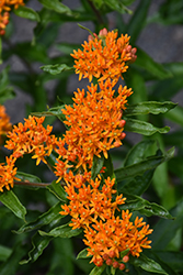 Butterfly Weed (Asclepias tuberosa) at Wiethop Greenhouses