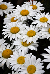 Snowcap Shasta Daisy (Leucanthemum x superbum 'Snowcap') at Wiethop Greenhouses