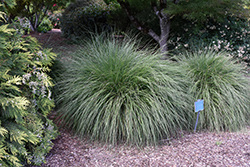 Hameln Dwarf Fountain Grass (Pennisetum alopecuroides 'Hameln') at Wiethop Greenhouses