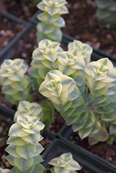 Variegated String Of Buttons (Crassula perforata 'Variegata') at Wiethop Greenhouses