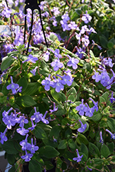 Concord Blue Cape Primrose (Streptocarpus saxorum 'Concord Blue') at Wiethop Greenhouses
