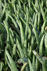 Aloe Vera (Aloe vera) at Wiethop Greenhouses