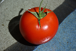 Early Girl Tomato (Solanum lycopersicum 'Early Girl') at Wiethop Greenhouses