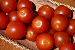 Husky Tomato (Solanum lycopersicum 'Husky') at Wiethop Greenhouses