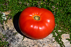 Mortgage Lifter Tomato (Solanum lycopersicum 'Mortgage Lifter') at Wiethop Greenhouses