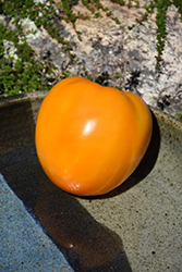 Golden Jubilee Tomato (Solanum lycopersicum 'Golden Jubilee') at Wiethop Greenhouses