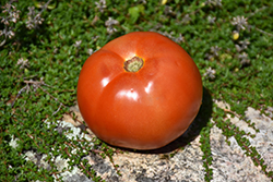 Supersonic Tomato (Solanum lycopersicum 'Supersonic') at Wiethop Greenhouses