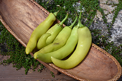 Banana Pepper (Capsicum annuum 'Banana') at Wiethop Greenhouses