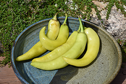Sweet Banana Pepper (Capsicum annuum 'Sweet Banana') at Wiethop Greenhouses