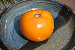 Golden Boy Tomato (Solanum lycopersicum 'Golden Boy') at Wiethop Greenhouses