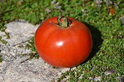 Moneymaker Tomato (Solanum lycopersicum 'Moneymaker') at Wiethop Greenhouses