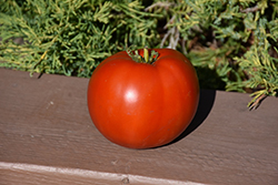 Bonny Best Tomato (Solanum lycopersicum 'Bonny Best') at Wiethop Greenhouses