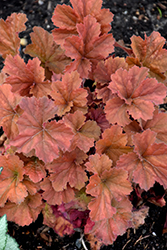 Northern Exposure Amber Coral Bells (Heuchera 'TNHEUNEA') at Wiethop Greenhouses