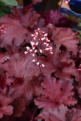 Forever Red Coral Bells (Heuchera 'Forever Red') at Wiethop Greenhouses