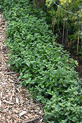 Peppermint (Mentha x piperita) at Wiethop Greenhouses