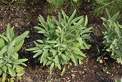 Common Sage (Salvia officinalis) at Wiethop Greenhouses