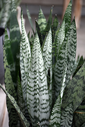 Snake Plant (Sansevieria trifasciata) at Wiethop Greenhouses