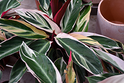 Triostar Stromanthe (Stromanthe sanguinea 'Triostar') at Wiethop Greenhouses