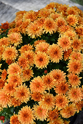 Jasoda Orange Chrysanthemum (Chrysanthemum 'Jasoda Orange') at Wiethop Greenhouses