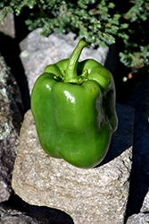 Sweet Green Bell Pepper (Capsicum annuum 'Sweet Green Bell') at Wiethop Greenhouses