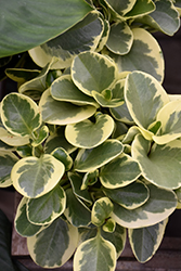 Variegated Baby Rubber Plant (Peperomia obtusifolia 'Variegata') at Wiethop Greenhouses