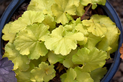 Northern Exposure Lime Coral Bells (Heuchera 'TNHEUNEL') at Wiethop Greenhouses