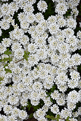 Snowflake Candytuft (Iberis sempervirens 'Snowflake') at Wiethop Greenhouses