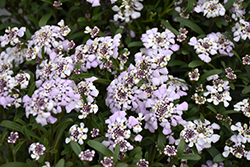 First Flush Candytuft (Iberis 'First Flush Lavender') at Wiethop Greenhouses