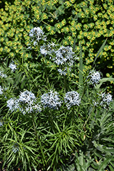 Butterscotch Blue Star (Amsonia hubrichtii 'Butterscotch') at Wiethop Greenhouses