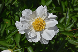 Krinkled White Peony (Paeonia 'Krinkled White') at Wiethop Greenhouses