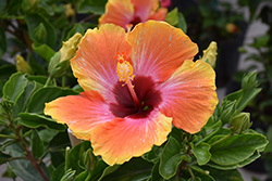 Fiesta Hibiscus (Hibiscus rosa-sinensis 'Fiesta') at Wiethop Greenhouses