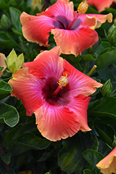 Fiesta Hibiscus (Hibiscus rosa-sinensis 'Fiesta') at Wiethop Greenhouses