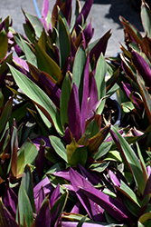 Moses In The Cradle (Tradescantia spathacea) at Wiethop Greenhouses