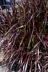 Purple Fountain Grass (Pennisetum setaceum 'Rubrum') at Wiethop Greenhouses
