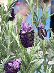 Spanish Lavender (Lavandula stoechas) at Wiethop Greenhouses