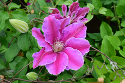 Dr. Ruppel Clematis (Clematis 'Dr. Ruppel') at Wiethop Greenhouses