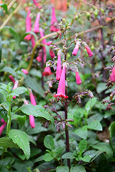 COLORBURST Rose Cape Fuchsia (Phygelius 'TNPHYCRO') at Wiethop Greenhouses